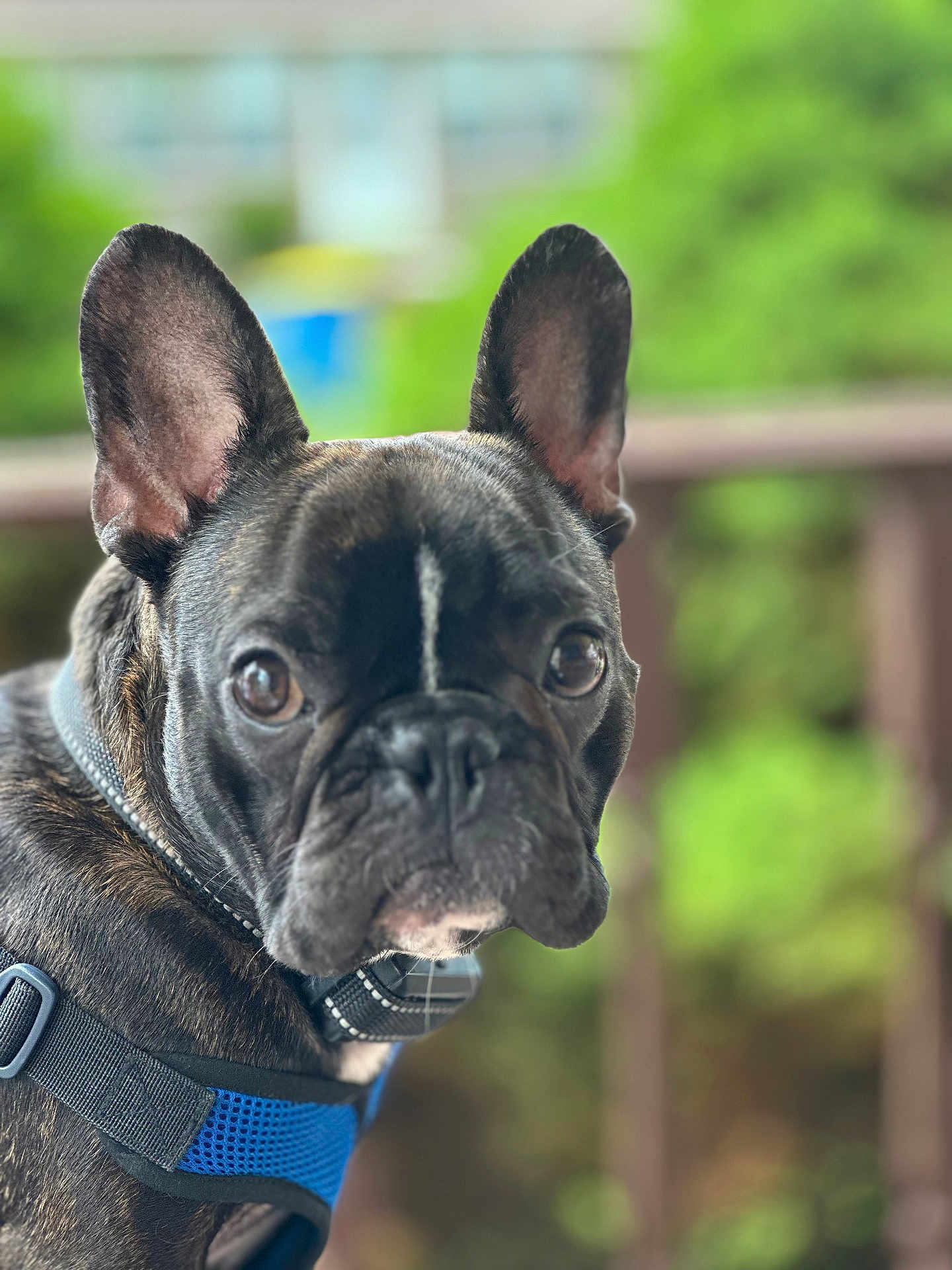 Finn joined the competition — help win amazing prizes! animal, black, blurred_background, brown, canine, close_up, collar, cute, dog, domestic_animal, ears, french_bulldog, greenery, harness, looking_at_camera, outdoor, pet, portrait, snout, whiskers