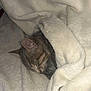 Nana a rejoint le concours — aidez-le/la à gagner de superbes lots ! cat, tabby, sleeping, blanket, cozy, soft, fur, pet, resting, indoor, cute, animal, mammal, comfort, relaxation, warm, snuggled, peaceful, domestic, feline