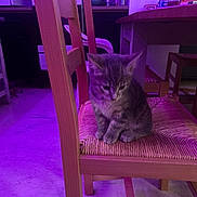 Nana a rejoint le concours — aidez-le/la à gagner de superbes lots ! kitten, cat, chair, wooden_chair, indoor, purple_light, furniture, floor, table, domestic_cat, pet, small_cat, shy, quiet, woven_seat, gray_tabby, looking_down, home_interior, bottles, flooring