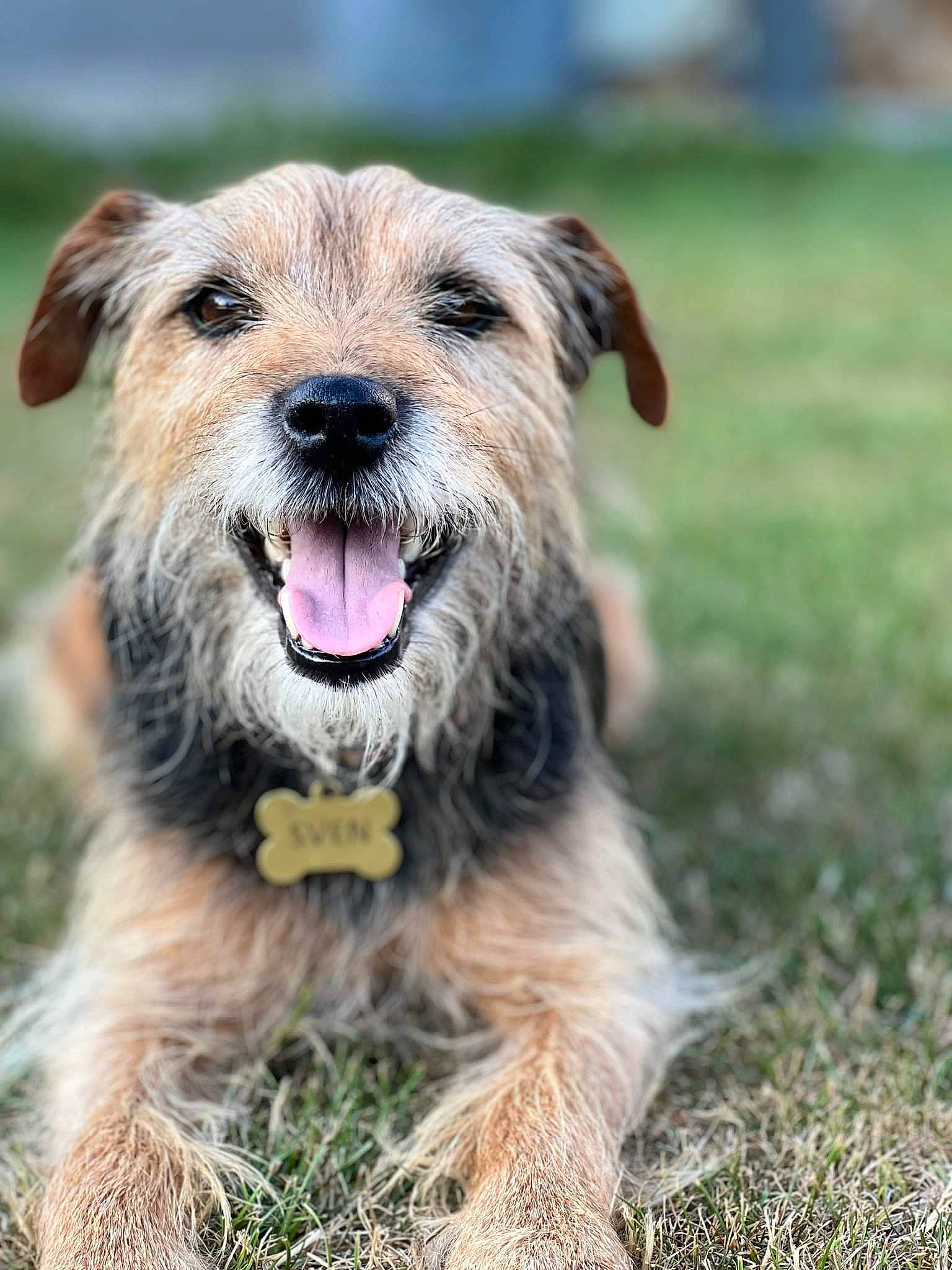 Sven participe au concours pour gagner de l'argent avec cette photo : canidae, carnivore, collar, companion_dog, dog, dog_breed, dog_collar, grass, plant, small_terrier, snout, sporting_group, terrier, working_animal, working_dog