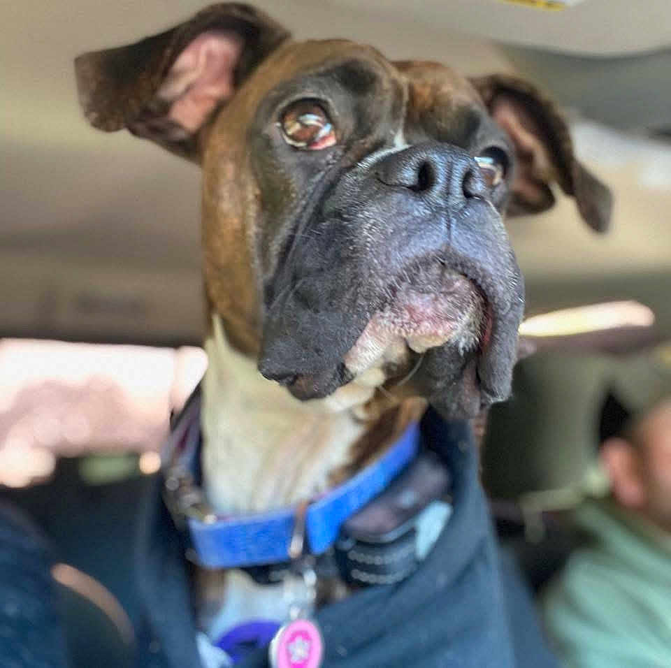 Skye joined the competition — help win amazing prizes! animal, black, blurred_background, boxer, brown, canine, car, close_up, collar, dog, domestic_animal, ears, face, indoor, looking_away, pet, portrait, seat, tag, white