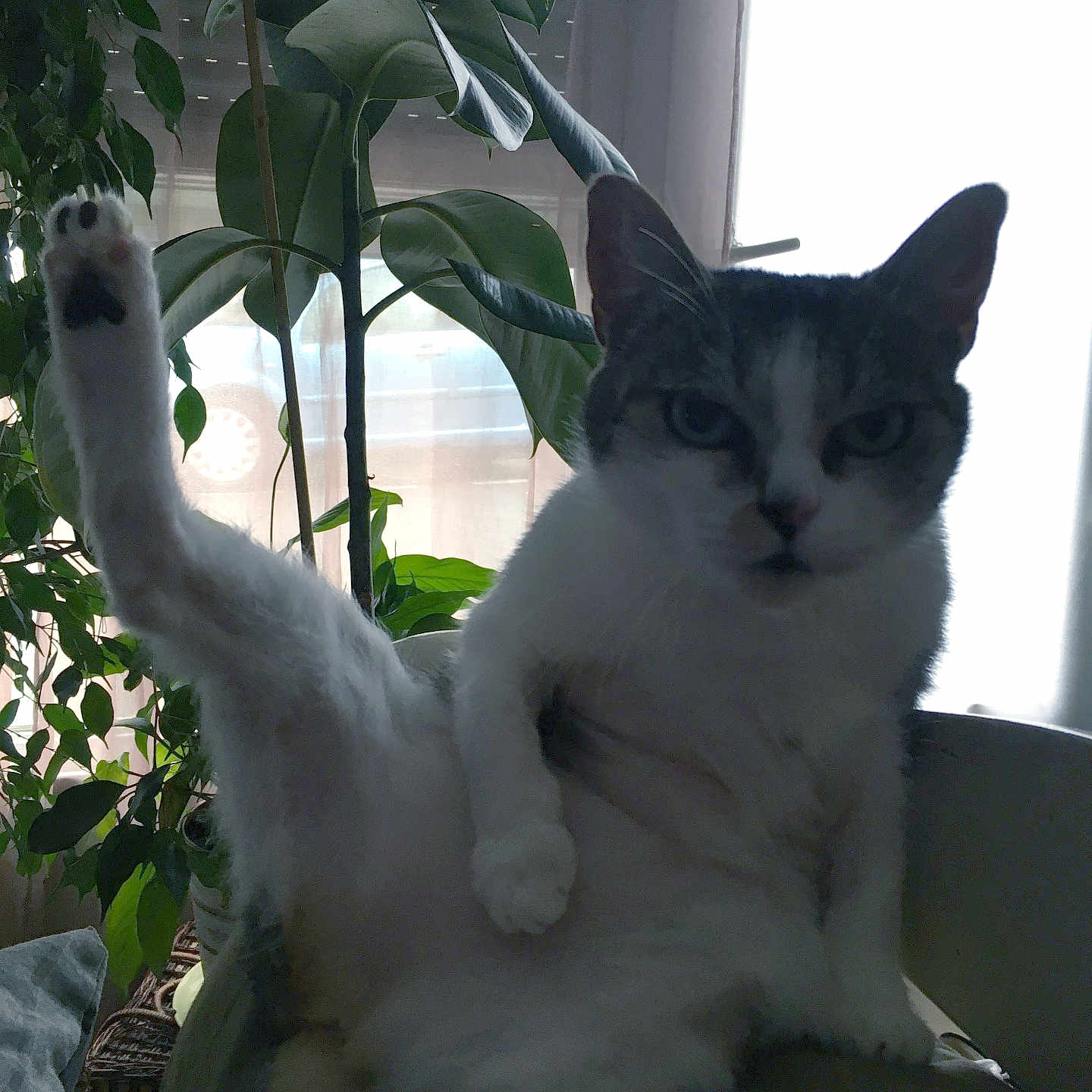 Meuhmeuh