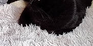 Yauda participe au concours pour gagner de l'argent avec cette photo : black_cat, cat, animal, pet, feline, indoor, carpet, rug, floor, fur, whiskers, relaxed, resting, cozy, home, furniture, side_view, domestic, mammal, soft_texture