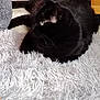 black_cat, cat, animal, pet, feline, indoor, carpet, rug, floor, fur, whiskers, relaxed, resting, cozy, home, furniture, side_view, domestic, mammal, soft_texture
