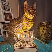 Moka participe au concours pour gagner de l'argent avec cette photo : abyssinian, altar, animal, architecture, art, building, candle, cat, church, furniture, indoors, kitten, livingroom, manx, painting, person, pet, prayer, room, wood