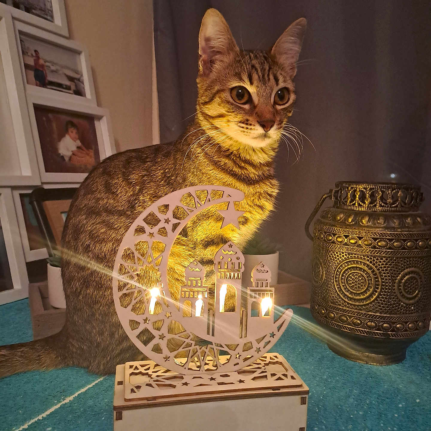 Moka participe au concours pour gagner de l'argent avec cette photo : abyssinian, altar, animal, architecture, art, building, candle, cat, church, furniture, indoors, kitten, livingroom, manx, painting, person, pet, prayer, room, wood