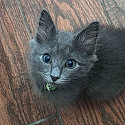 Kimchi is registered to the contest to win money with this photo: kitten, gray_cat, cat, pet, animal, feline, fluffy, collar, bell, wooden_floor, indoor, cute, small, young, whiskers, ears, eyes, fur, looking_up, domestic_animal