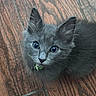 kitten, gray_cat, cat, pet, animal, feline, fluffy, collar, bell, wooden_floor, indoor, cute, small, young, whiskers, ears, eyes, fur, looking_up, domestic_animal