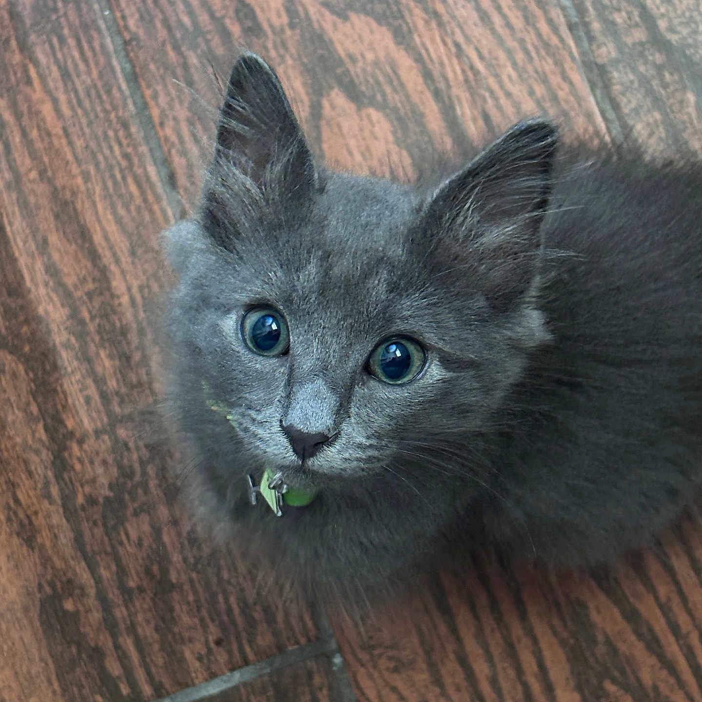 Kimchi is registered to the contest to win money with this photo: kitten, gray_cat, cat, pet, animal, feline, fluffy, collar, bell, wooden_floor, indoor, cute, small, young, whiskers, ears, eyes, fur, looking_up, domestic_animal