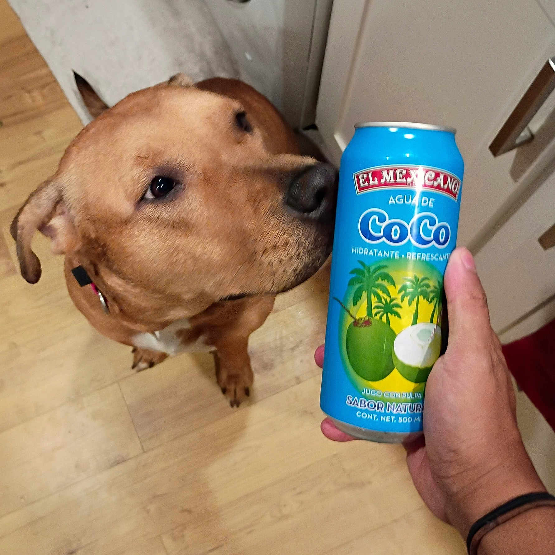 Coco is registered to the contest to win money with this photo: animal, beverage, brown_dog, cabinet, can, container, curious, dog, domestic, drink, floor, flooring, hand, human_hand, indoor, kitchen, pet, refreshment, sniffing, wooden_floor