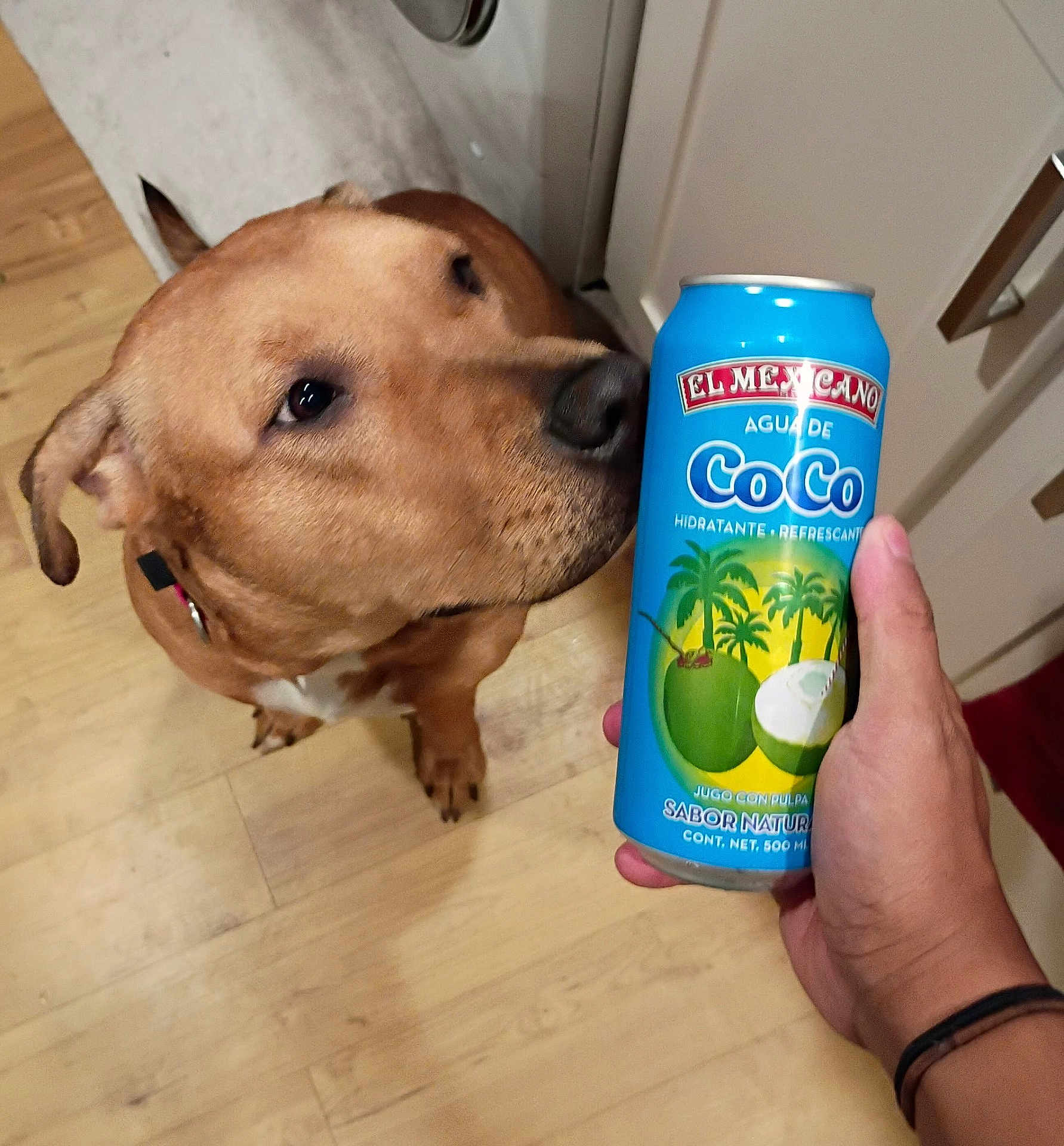 Coco is registered to the contest to win money with this photo: dog, can, hand, floor, wooden_floor, kitchen, cabinet, brown_dog, pet, curious, beverage, drink, human_hand, indoor, flooring, container, refreshment, sniffing, animal, domestic