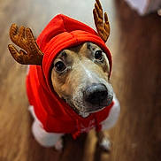 Biscuit is registered to the contest to win money with this photo: dog, reindeer_hoodie, antlers, red_hoodie, pet_costume, indoors, wooden_floor, brown_dog, canine, looking_up, cute, costumed_pet, holiday_theme, animal_portrait, close_up, soft_lighting, blurry_background, sock, foot, pet