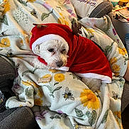 Maxx is registered to the contest to win money with this photo: dog, small_dog, white_dog, holiday_costume, reindeer_antlers, blanket, floral_pattern, bee_pattern, cozy, indoors, living_room, couch, pet, cute, festive, red_clothing, fur, resting, comfort, household