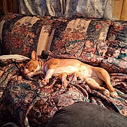 Peaches joined the competition — help win amazing prizes! dog, sleeping, couch, blanket, floral_pattern, interior, curtains, wood_wall, relaxation, pet, domestic_animal, cozy, indoors, resting, fabric, patterned, brown, white, animal, furniture