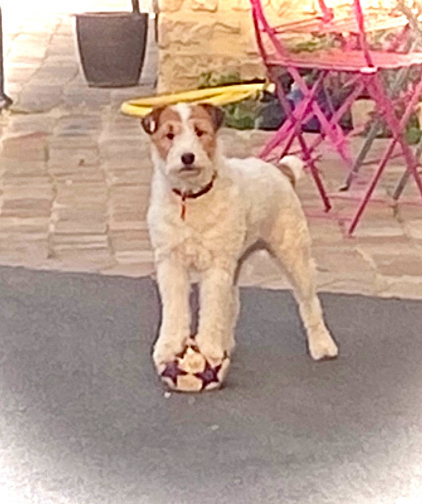 Lolita a rejoint le concours — aidez-le/la à gagner de superbes lots ! art, canidae, carnivore, chair, collar, companion_dog, dog, dog_breed, dog_collar, dog_supply, fawn, flooring, hat, metal, pet_supply, snout, sporting_group, tail, wood, working_animal