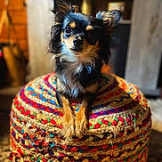 Rita joined the competition — help win amazing prizes! animal, black, brown, chihuahua, colorful, cozy, cute, dog, ears_up, fur, furniture, home, indoor, looking_at_camera, pet, puppy, resting, small_dog, white, woven_pouf