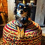 animal, black, brown, chihuahua, colorful, cozy, cute, dog, ears_up, fur, furniture, home, indoor, looking_at_camera, pet, puppy, resting, small_dog, white, woven_pouf