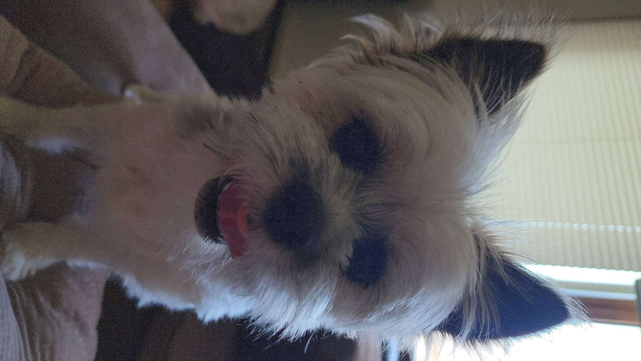 Kenai is registered to the contest to win money with this photo: biewer_terrier, canidae, carnivore, collar, companion_dog, dog, dog_breed, dog_supply, ear, fawn, fur, maltepoo, small_terrier, snout, sporting_group, terrestrial_animal, terrier, toy_dog, whiskers, working_animal