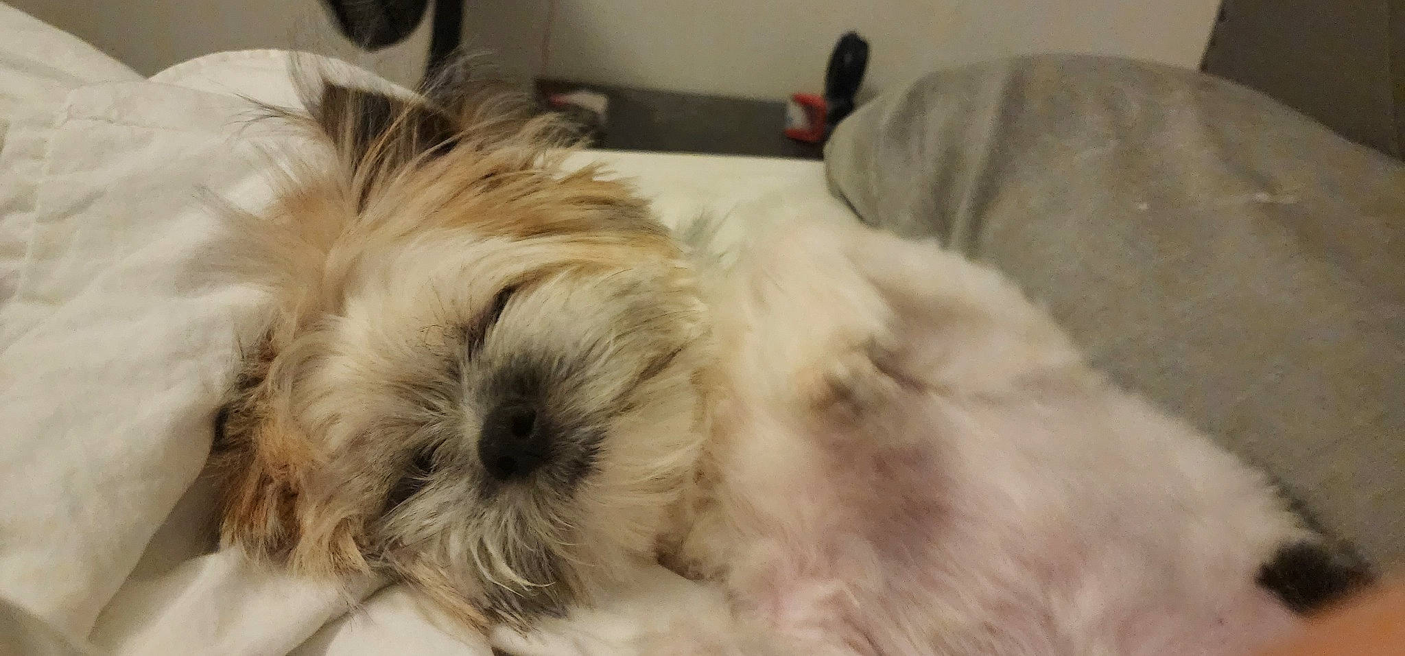 Kenai is registered to the contest to win money with this photo: canidae, carnivore, comfort, companion_dog, dog, dog_breed, fawn, fur, liver, mal_shi, maltepoo, shih_poo, shih_tzu, small_terrier, snout, sporting_group, tail, terrier, toy_dog, working_animal