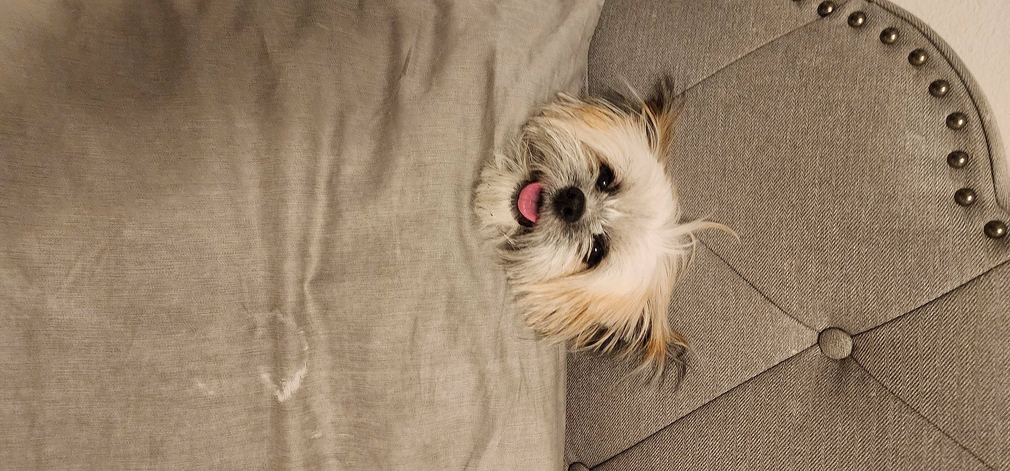 Kenai is registered to the contest to win money with this photo: canidae, carnivore, companion_dog, dog, dog_breed, dog_supply, fawn, flooring, fur, hardwood, mal_shi, non_sporting_group, pekapoo, poodle_crossbreed, small_terrier, sporting_group, terrier, toy_dog, wood, working_animal