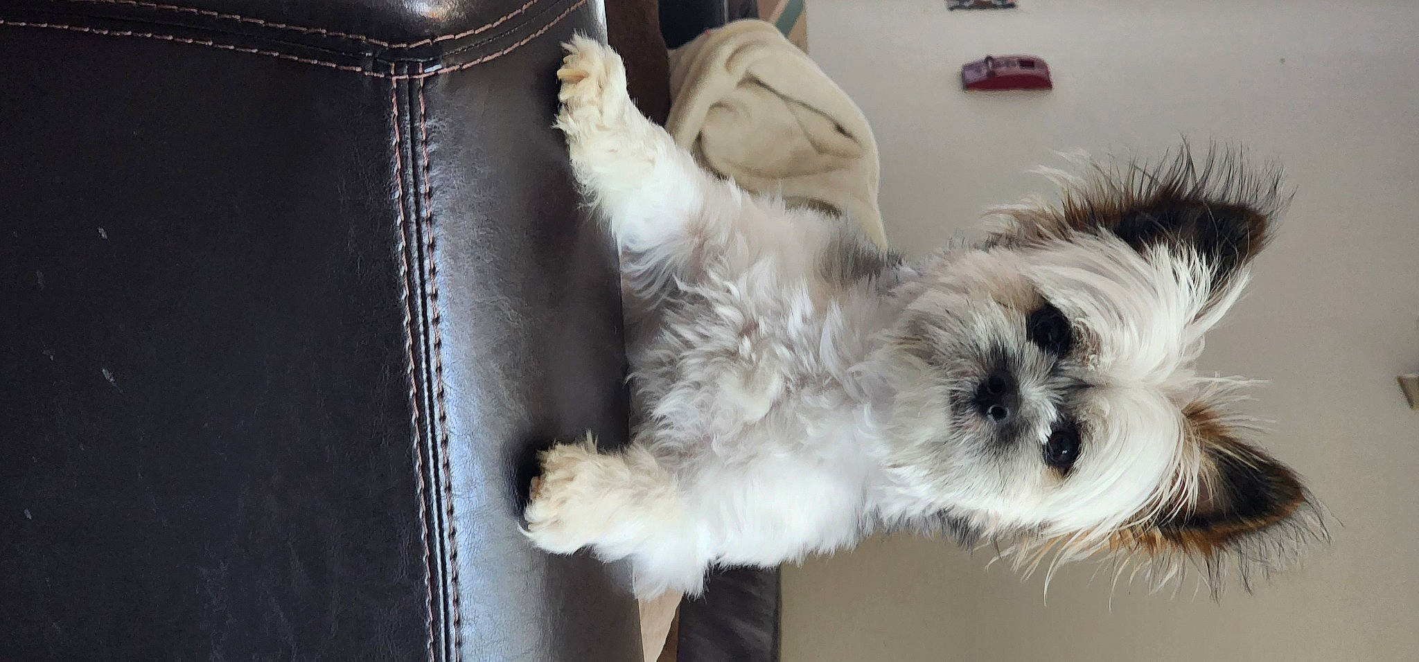 Kenai joined the competition — help win amazing prizes! canidae, carnivore, collar, companion_dog, dog, dog_breed, dog_collar, dog_supply, felidae, fur, maltepoo, paw, small_terrier, snout, sporting_group, tail, terrier, toy_dog, whiskers, working_animal