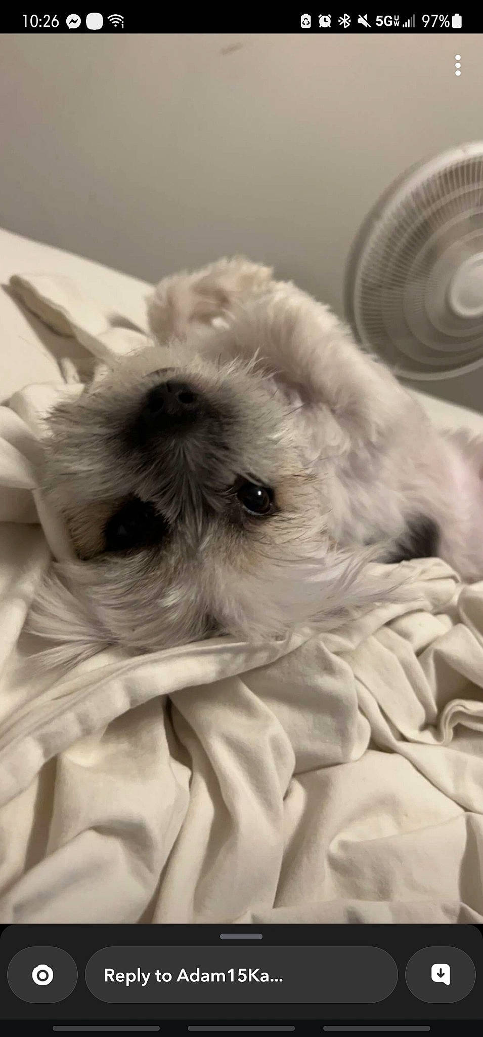 Kenai joined the competition — help win amazing prizes! bed, canidae, carnivore, comfort, companion_dog, dog_breed, felidae, fur, monochrome, monochrome_photography, nap, small_terrier, small_to_medium_sized_cats, snout, sporting_group, terrier, toy, toy_dog, whiskers, working_animal