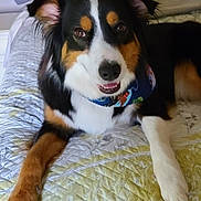 Zola joined the competition — help win amazing prizes! dog, tricolor, bed, quilt, pet, indoor, smiling, ears, bow, fur, animal, canine, resting, cute, collar, paw, friendly, domestic, portrait, relaxed