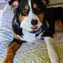 dog, tricolor, bed, quilt, pet, indoor, smiling, ears, bow, fur, animal, canine, resting, cute, collar, paw, friendly, domestic, portrait, relaxed