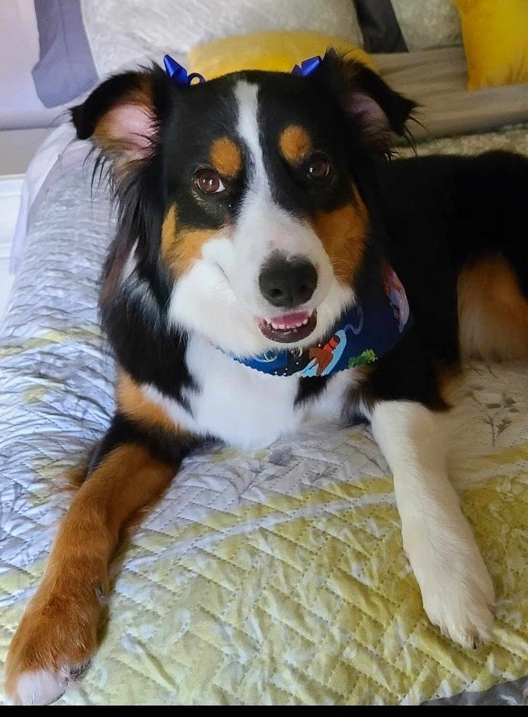 Zola joined the competition — help win amazing prizes! dog, tricolor, bed, quilt, pet, indoor, smiling, ears, bow, fur, animal, canine, resting, cute, collar, paw, friendly, domestic, portrait, relaxed