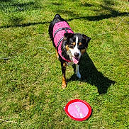 Zola joined the competition — help win amazing prizes! animal, backyard, blue_pedal_boat, canine, daytime, dog, frisbee, grass, greenery, happy, leisure, nature, outdoor, pet, pink_vest, playful, playing, summer, sunny, tongue_out