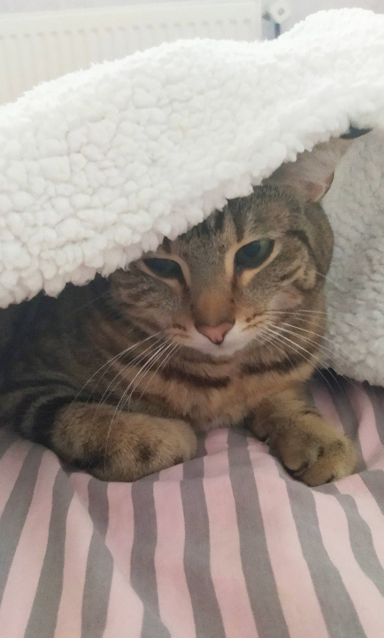 Jaguar a rejoint le concours — aidez-le/la à gagner de superbes lots ! carnivore, cat, cat_bed, comfort, domestic_short_haired_cat, fawn, felidae, fur, grey, linens, paw, plant, small_to_medium_sized_cats, snout, snow, tail, terrestrial_animal, textile, tree, whiskers