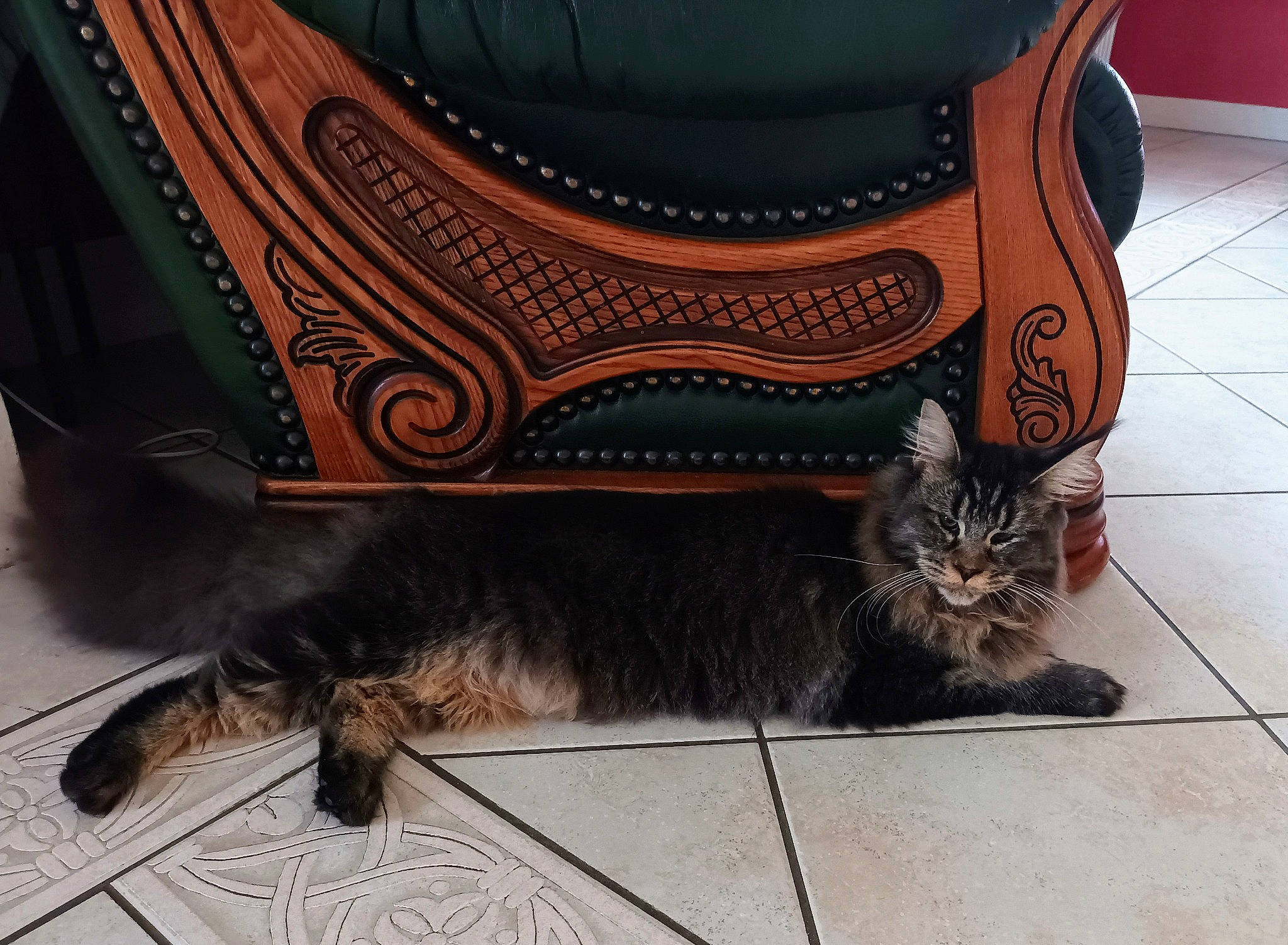 Sheugy participe au concours pour gagner de l'argent avec cette photo : automotive_tire, black, carnivore, cat, comfort, fawn, felidae, fender, floor, flooring, grey, human_leg, mammal, musical_instrument, small_to_medium_sized_cats, sports_equipment, tail, vertebrate, whiskers, wood