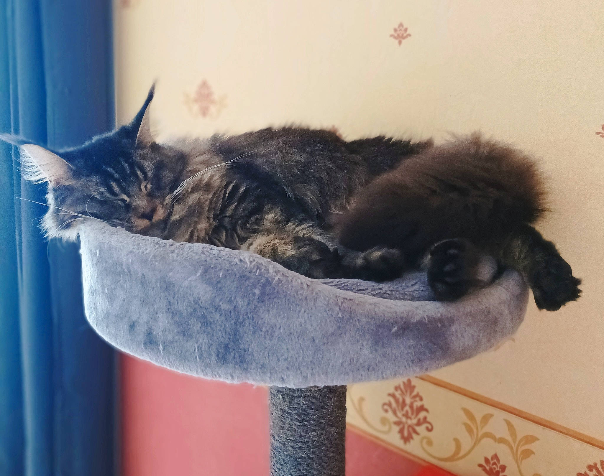 Sheugy participe au concours pour gagner de l'argent avec cette photo : carnivore, cat, cat_bed, cat_supply, claw, comfort, domestic_short_haired_cat, felidae, fur, grey, nap, natural_material, paw, plant, small_to_medium_sized_cats, snout, tail, terrestrial_animal, whiskers, window