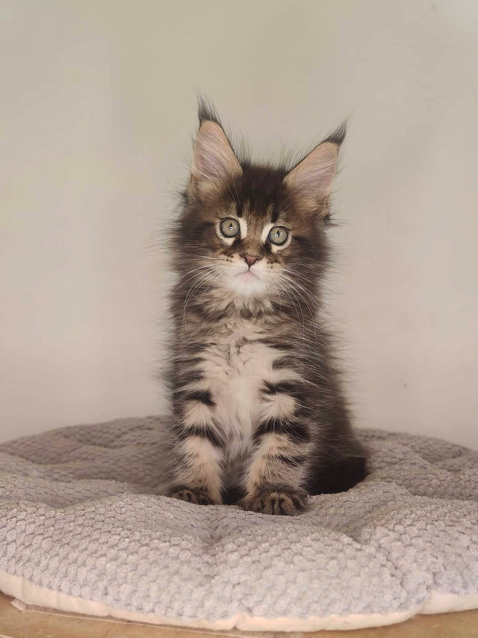 Tornado participe au concours pour gagner de l'argent avec cette photo : british_longhair, carnivore, cat, claw, comfort, domestic_short_haired_cat, felidae, flooring, fur, grey, monochrome, monochrome_photography, paw, sitting, small_to_medium_sized_cats, snout, tail, whiskers, window, wood