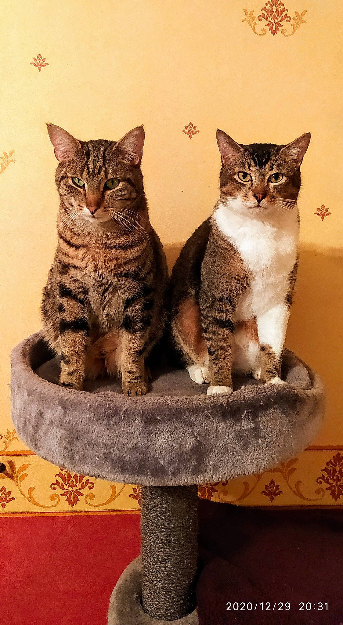 Jaguar participe au concours pour gagner de l'argent avec cette photo : carnivore, cat, cat_supply, domestic_short_haired_cat, door, felidae, fur, paw, pet_supply, photo_caption, rectangle, serveware, shelf, sitting, small_to_medium_sized_cats, snout, tail, whiskers, window, wood