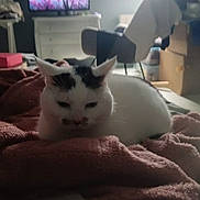 F'Ocon a rejoint le concours — aidez-le/la à gagner de superbes lots ! cat, white_cat, black_spots, blanket, soft, cozy, indoor, furniture, chair, box, relaxed, animal, pet, resting, domestic, room, home, quiet, sleepy, fluffy