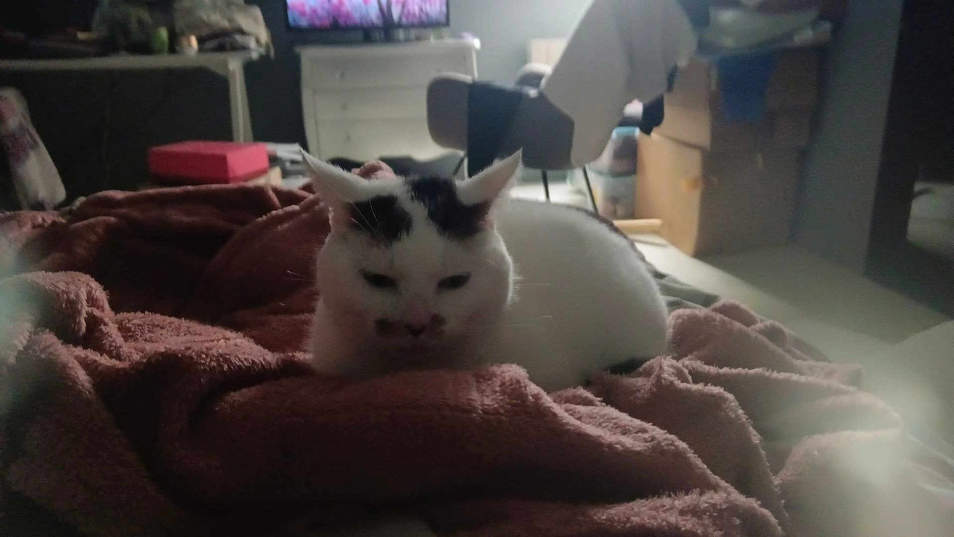 F'Ocon a rejoint le concours — aidez-le/la à gagner de superbes lots ! cat, white_cat, black_spots, blanket, soft, cozy, indoor, furniture, chair, box, relaxed, animal, pet, resting, domestic, room, home, quiet, sleepy, fluffy