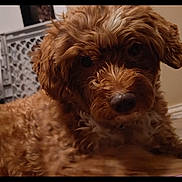 Lucky is registered to the contest to win money with this photo: dog, brown, curly_fur, pet, indoor, close_up, baby_gate, floor, looking, canine, fur, animal, companion, cute, domestic, friendly, portrait, laying_down, household, mammal
