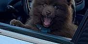 Aiko a rejoint le concours — aidez-le/la à gagner de superbes lots ! puppy, dog, car, steering_wheel, window, white_car, blue_eyes, fur, pet, animal, excited, open_mouth, collar, interior, dashboard, door_handle, seat, joyful, cute, portrait