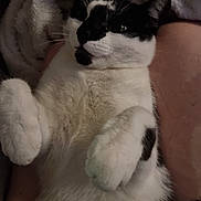 Mojo joined the competition — help win amazing prizes! cat, black_and_white, petting, hand, furry, paws, cozy, towel, indoor, relaxed, animal, cute, whiskers, fur, domestic, companion, resting, comfort, closeup, mammal