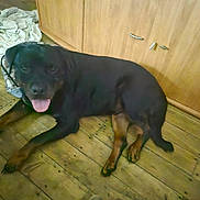 Ulky a rejoint le concours — aidez-le/la à gagner de superbes lots ! rottweiler, dog, canine, pet, lying_down, tongue_out, wooden_floor, indoor, cabinet, fabric, black_dog, brown_markings, floorboards, domestic_animal, animal, resting, happy, fur, paw, muzzle