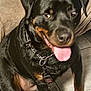 Ulky a rejoint le concours — aidez-le/la à gagner de superbes lots ! rottweiler, dog, pet, black_fur, tongue_out, sitting, collar, leash, indoor, floor, couch, canine, mammal, friendly, animal, paw, ears, snout, happy, domestic