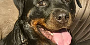Ulky participe au concours pour gagner de l'argent avec cette photo : rottweiler, dog, pet, canine, tongue_out, happy, smiling, black_coat, chain_collar, sitting, indoor, couch, furniture, brown, close_up, portrait, animal, friendly, companion, domestic