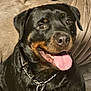 rottweiler, dog, pet, canine, tongue_out, happy, smiling, black_coat, chain_collar, sitting, indoor, couch, furniture, brown, close_up, portrait, animal, friendly, companion, domestic