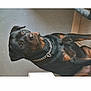 Ulky participe au concours pour gagner de l'argent avec cette photo : dog, rottweiler, pet, indoor, chain_collar, lying_down, black_fur, brown_markings, canine, animal, floor, looking_up, domestic_animal, companion, mammal, portrait, resting, side_view, calm, house