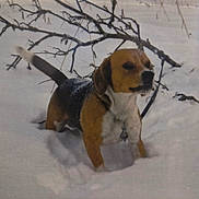 Vao participe au concours pour gagner de l'argent avec cette photo : dog, beagle, snow, winter, outdoor, animal, pet, fur, cold, nature, branch, canine, walking, landscape, white, forest, adventure, standing, daytime, cute