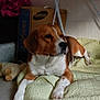 Vao participe au concours pour gagner de l'argent avec cette photo : dog, beagle, indoor, blanket, quilt, pet, animal, resting, brown, white, stuffed_toy, cardboard_box, floor, furniture, cozy, relaxed, paw, ears, snout, companion