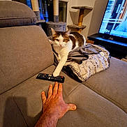 Patch participe au concours pour gagner de l'argent avec cette photo : cat, sofa, remote_control, hand, blanket, cat_tree, window, television, living_room, furniture, indoor, pet, curious, cozy, domestic, playful, paw, human_hand, electronics, relaxation