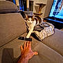 cat, sofa, remote_control, hand, blanket, cat_tree, window, television, living_room, furniture, indoor, pet, curious, cozy, domestic, playful, paw, human_hand, electronics, relaxation