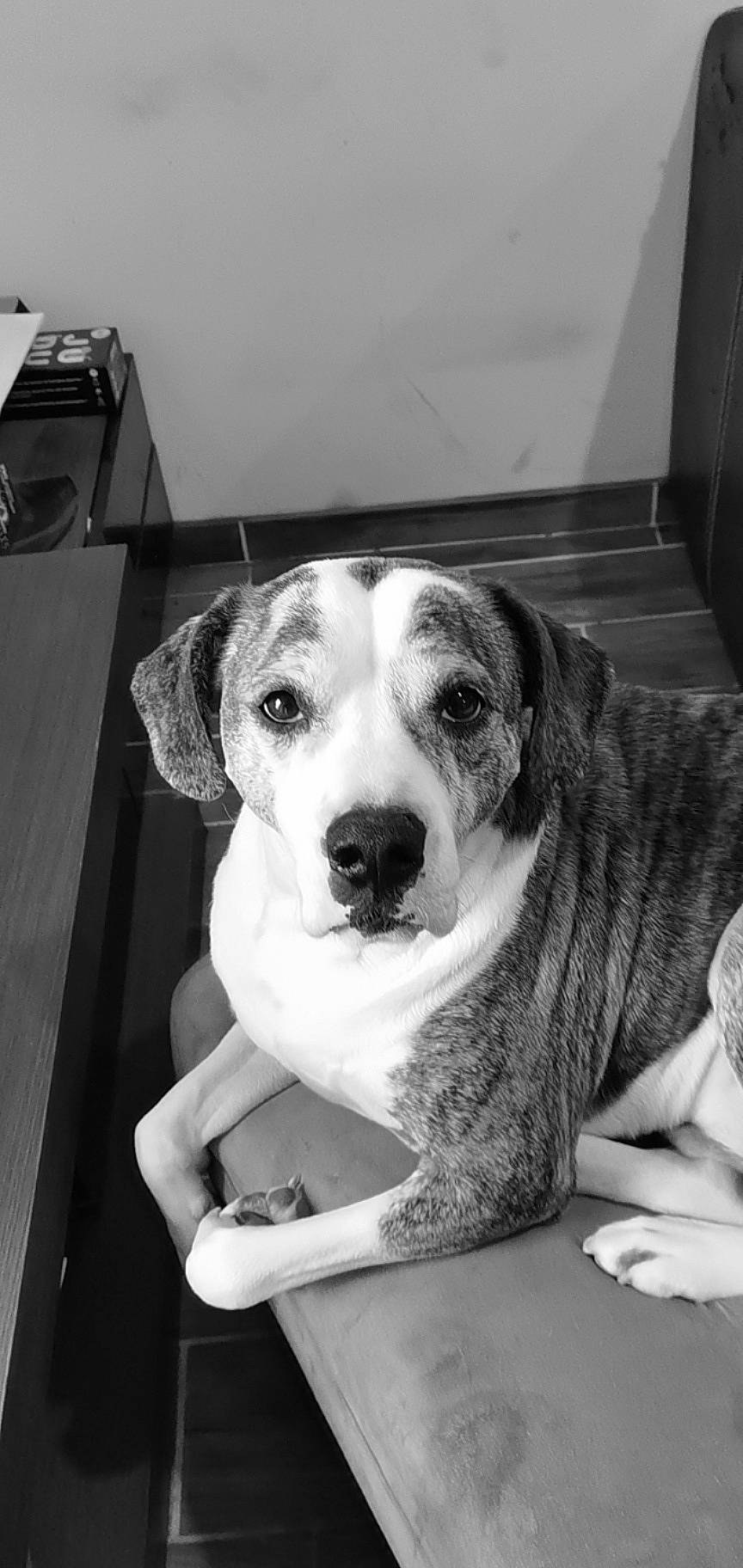 Boston participe au concours pour gagner de l'argent avec cette photo : black, black_and_white, carnivore, circle, collar, companion_dog, dishware, dog, dog_breed, fur, monochrome, monochrome_photography, pet_supply, scent_hound, snout, sporting_group, style, tableware, whiskers, working_animal